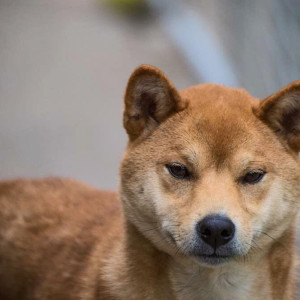 aggresive-anxious-dog-transformed-with-canine-flow