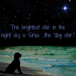 Dog looking at Sirius ... The dog star
