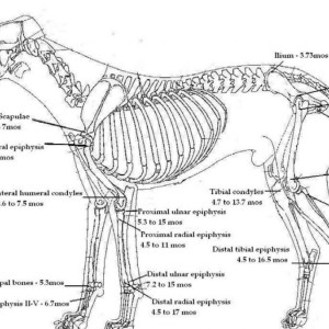 Before neutering your dog you MUST read this