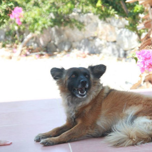 canine-flow-true-dog-yoga