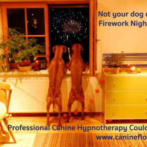 dogs-and-fireworks-keep-your-pet-calm