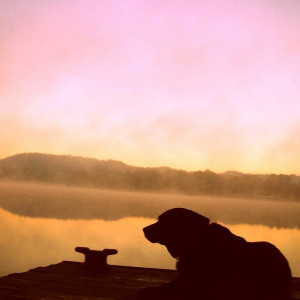 new-study-shows-dogs-reflect-us-emotionally