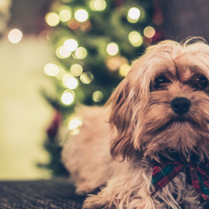 Dog with Christmas tree in background