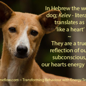 important-dogs-need-to-understand-us