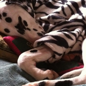 snoops-story-this-work-is-amazing