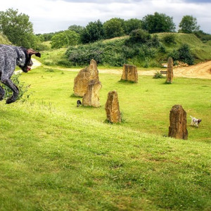 Dogs discovery around ancient Stones