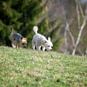 Dogs running in field