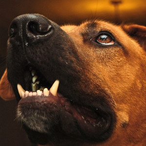 Why your dog bites
